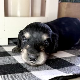 Expresso Black and cream male - Black and cream male Dachshund puppy in Wylie, Texas from Karas Royal Dachshunds
