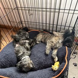 Cairn Terrier Puppies from Central Oregon Cairn Terriers