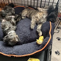 Cairn Terrier Puppies from Central Oregon Cairn Terriers