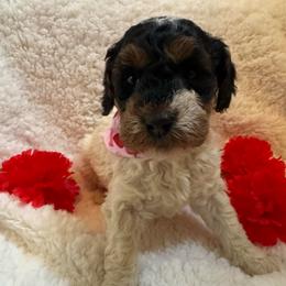 Peppermint Patty- black and white with tan points - Parti female Poodle puppy in Canfield, Ohio from Poo's Doo's & Inu's