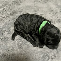 Green girl - Silver female Poodle puppy in East Wenatchee, Washington from Stylish Standards