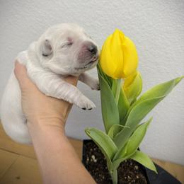 Girl 3 - female Golden Retriever puppy in Clovis, California from Puppy Love, Hall's Goldens