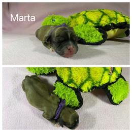 Marta - Red gold female Lhasa Apso puppy in Cincinnati, Ohio from Shangri-La Lhasa Apsos