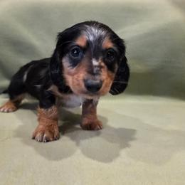 Kyle - Dapple male Dachshund puppy in Tower City, Pennsylvania from Stoney Mountain Mini Doxies