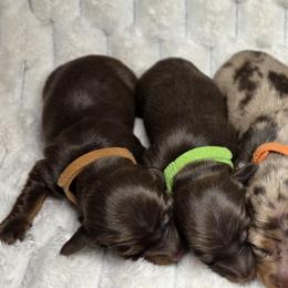 Maple -akc - Chocolate and tan female Dachshund puppy in Sacramento, California from Valentina's mini  AKC Dachshunds