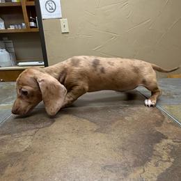Dotty - Dapple female Dachshund puppy in Irving, Texas from DFW Dachshunds by G & S