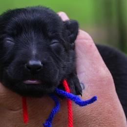 Red blue girl - Black female German Shepherd puppy in Clarkrange, Tennessee from Vom Wolff