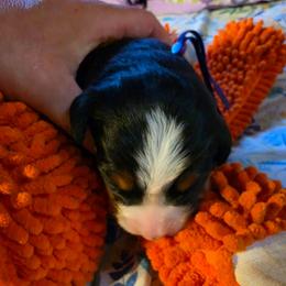 Purple - Black rust and white female Bernese Mountain Dog puppy in Auburn, Washington from MSM Bernese Mountain Dogs
