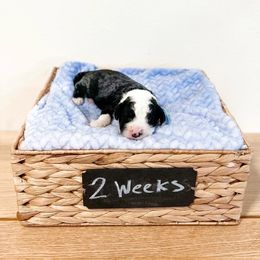 Assorted Doodle Crosses, Goldendoodle, and Sheepadoodle Puppies from Novadoodles801