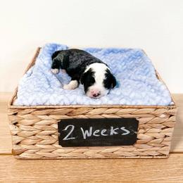Assorted Doodle Crosses, Goldendoodle, and Sheepadoodle Puppies from Novadoodles801