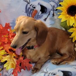 ollie - Dachshund
