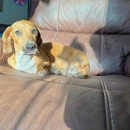Bibi - Red female Dachshund puppy in Magnolia, Texas from Hillyard Ranch