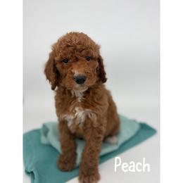 Peach - Red  female Goldendoodle puppy in Smithfield, Kentucky from KBK9 Kennels