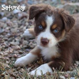 Saturday - Red tri female Miniature Australian Shepherd puppy in Garden Plain, Kansas from Krazy K Aussies