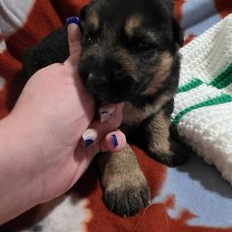 Rollo - Black and tan male German Shepherd puppy in Leon, West Virginia from Heart2Heart Kennels