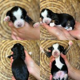 Greg - Tri-color male Bernedoodle puppy in Yuciapa, California from AlltheDoodlez_