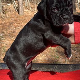 Boxers from BlueridgeBoxers