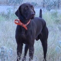 Eros - Liver male German Shorthaired Pointer puppy in San Antonio, Texas from Alvarado Farm Kennels, LLC