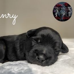 Henry - Black tri male Miniature Australian Shepherd puppy in Brenham, Texas from Stone N Rose Kennels