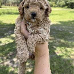 Apple - Apricot female Goldendoodle puppy in Arcadia, Florida from KnuDawn Goldendoodles
