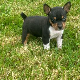 Betsy - Black white and tan female Rat Terrier puppy in Canandaguia, New York from Mary ann Whipple's Old Dominion Terriers