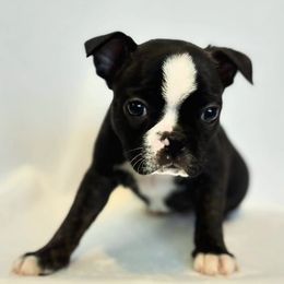 Boston Terrier Puppies from Drew Simmons