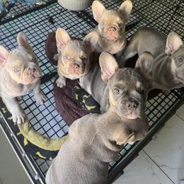 French Bulldog Puppies from cgo