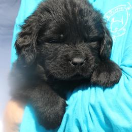 Dayton  Yellow collar - Black male Newfoundland puppy in Kimball Twp, Michigan from Pine River Newfoundlands