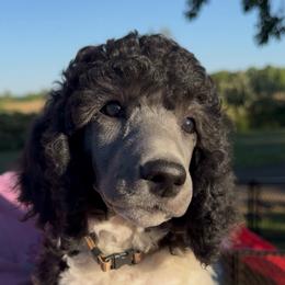 Brown Boy - Parti male Poodle puppy in Tullahoma, Tennessee from Urban Hero Poodles