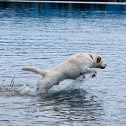 Labrador Retrievers from Scott's Labs