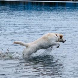 Labrador Retrievers from Scott's Labs
