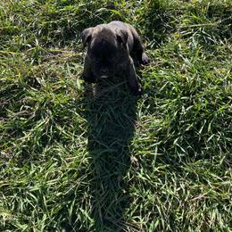 Andromeda - Brindle female Boxer puppy in Custer, South Dakota from Tracy's Boxers
