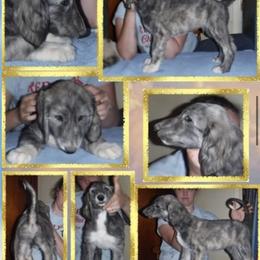 Boy 4 - Blue and cream male Afghan Hound puppy in Atlanta, Georgia from Noelle's Puppies