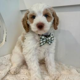 Hopper - Parti male Goldendoodle puppy in Taylorsville, North Carolina from Doggone Dixie Doodles