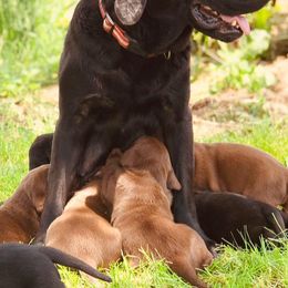 Labrador Retrievers from Mothersbrook Manor Labradors