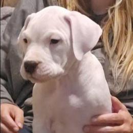 Happy - White female Dogo Argentino puppy in Bear River City, Utah from Valkka Kennels