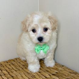 Yoda - Cream male Maltipoo puppy in Morehead, Kentucky from Paw Perfect Pets