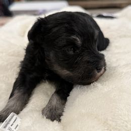 Miniature Schnauzer puppies from Bella Pups LLC