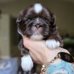 Sammy - Liver and white male Shih Tzu puppy in Fairfield County, Ohio from Wandering Tzu