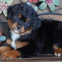 Girl 4 - Black tri female Miniature Australian Shepherd puppy in Lawton, Oklahoma from Lindsey’s Aussies