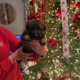 STAR - Sable female German Shepherd puppy in Coats, North Carolina from T'S SHEPHERDS