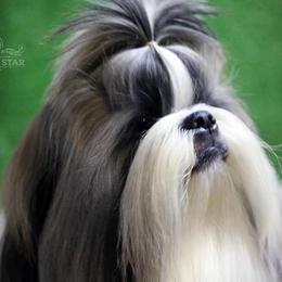 Poodle and Shih Tzu All Grown Up from Ganna Sultan