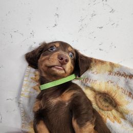 Dachshund Puppies from FureverFL