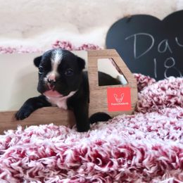 French Bulldog Puppies from FrenchieBnB
