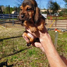 Bloodhound Puppies from Castaways Hooves & Hounds