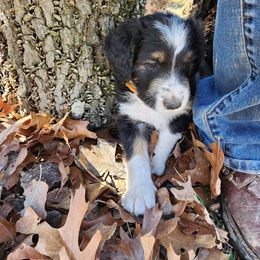 Aussiedoodle Puppies from Lotadoodle Farms