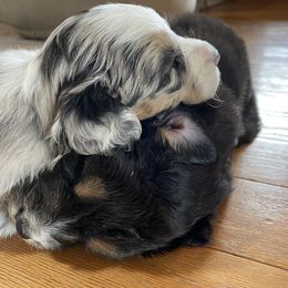 Australian Shepherd Puppies from Cottage Farm Aussies