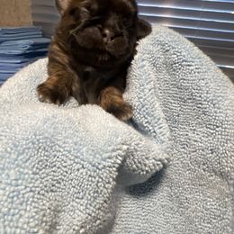 Boy 2 - Liver male Shih Tzu puppy in Norwood, South Carolina from Vicky‘s precious paw’s