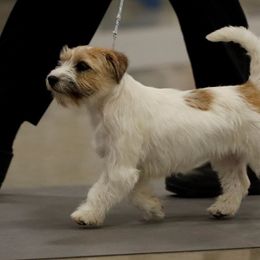 Bichon Frise, Russell Terrier, and Shetland Sheepdog All Grown Up from Mountain Ash Farms