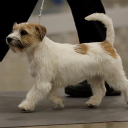 Bichon Frise, Russell Terrier, and Shetland Sheepdog All Grown Up from Mountain Ash Farms